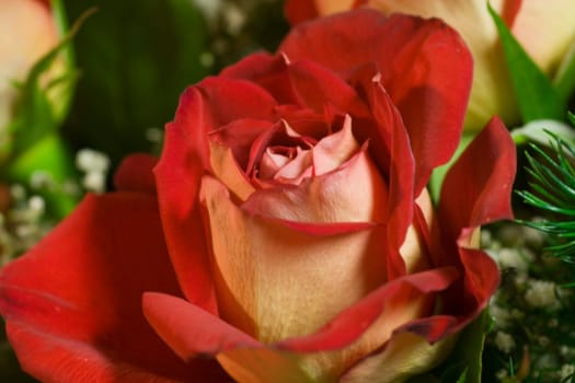 Red Rose