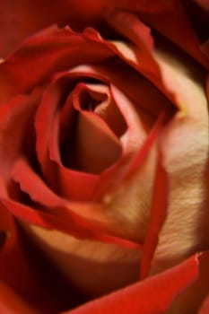 Red Rose