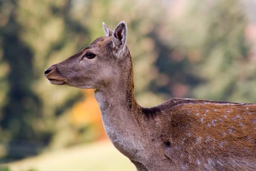 Attentive deer calf