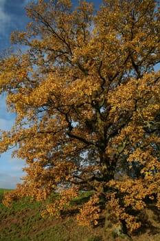 Old pedunculate oak in autumnal dress