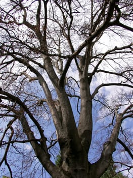 tree without christmas