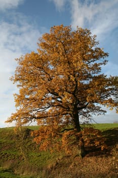 Old pedunculate oak in autumnal dress