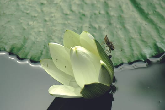 Water lily