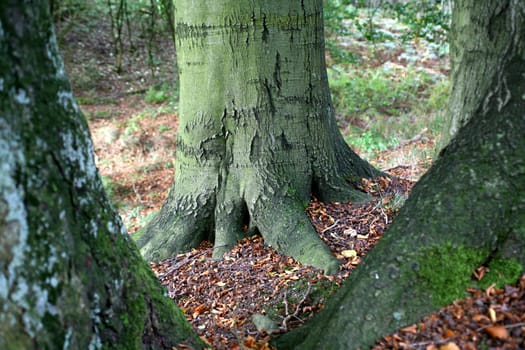 Tree base