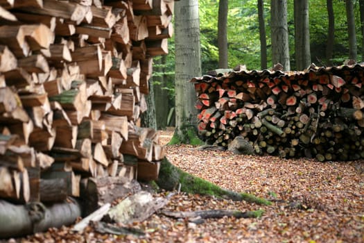 In the middle of a forest