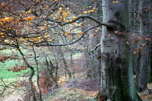 Impression of the forest in autumn