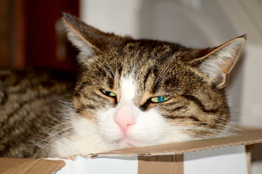And once again Cacahouètte,she can't leave out a cardboard box lying around somewhere this time on the office table.
