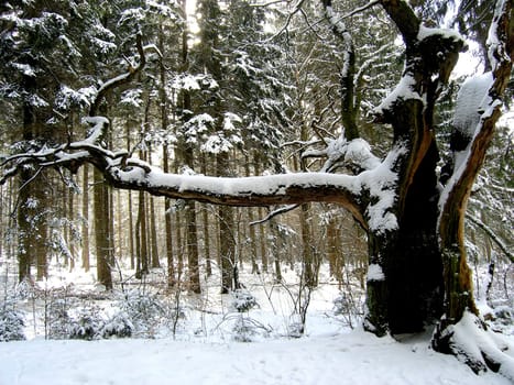Winter forest