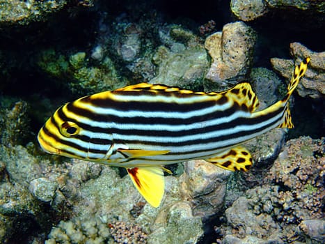 Lives in schools on outdoor lagoons and reef slopes. During the day,they usually hide in caves. This species is not shy towards divers and snorkelers.