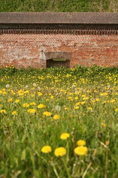 Dandelion meadow in front of a fortress wall in Cuxhaven
