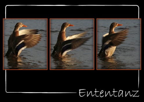 Duck Dance