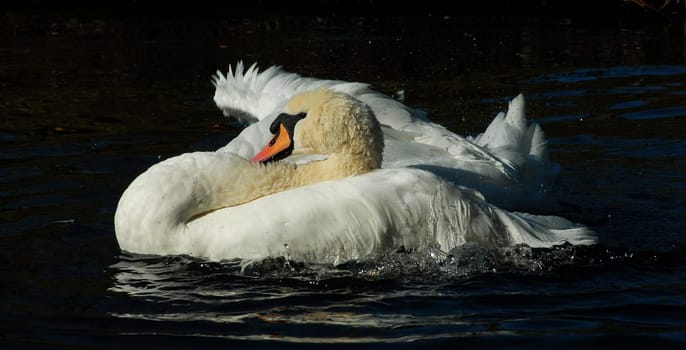 I can still find some swan pictures in the archive......!:-)