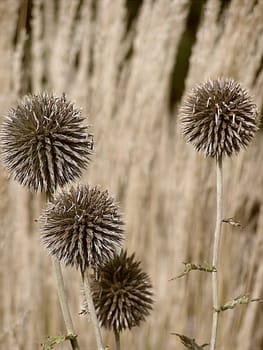 Nomen est omen: The botanical species name of the ball thistle is Echinops sphaerocephalus. The Greek word "echinos"" denotes the hedgehog and ""opsis"" the appearance,""sphaera"" means ball and ""kefalon"" head. Our brittle beauties are ball heads with i"