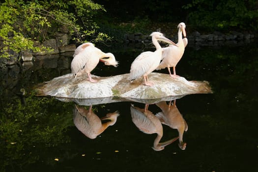 Pelicans