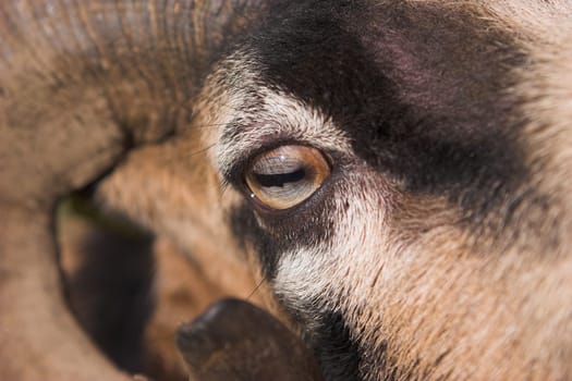 Cameroon sheep eye