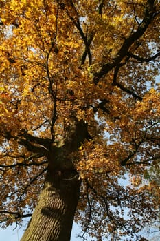 Old pedunculate oak in autumnal dress