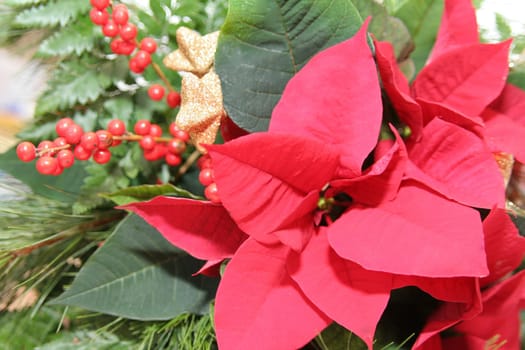 Poinsettia