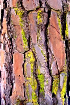 Bark of the Mediterranean pine (Pinus pinea)