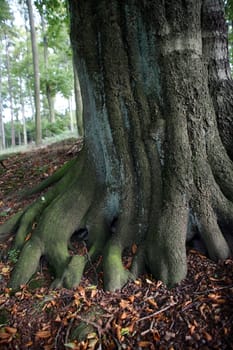 Tree base