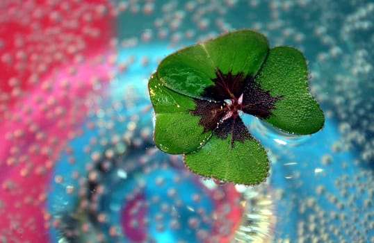 Cloverleaf