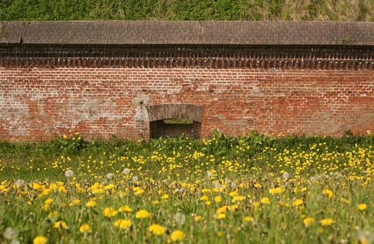 Dandelion meadow in front of a fortress wall in Cuxhaven