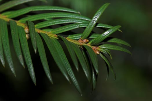 Yew branch