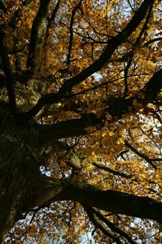 Old pedunculate oak in autumnal dress