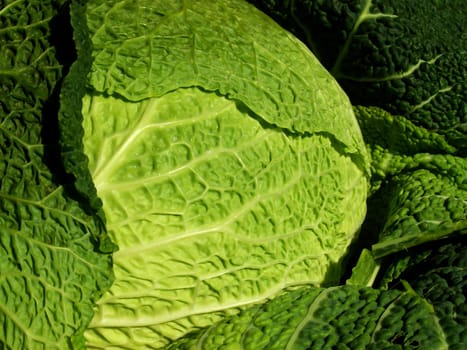 Cabbage