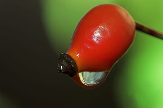 Rose hip