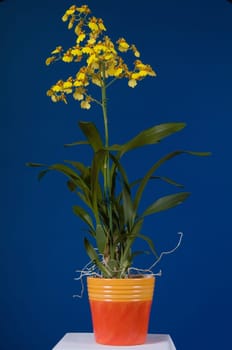 Oncidium