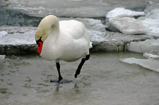 Even a swimming bird has to go on foot in winter!:-)