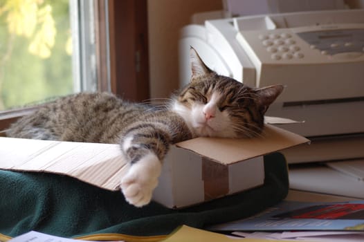 The office cat