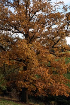 Old pedunculate oak in autumnal dress