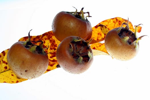 Medlar III