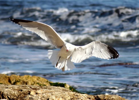 Seagull in flight