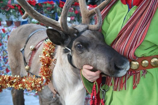 Reindeer