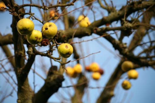 Apples in winter on a defoliated tree