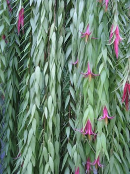 Blooming curtain: Ceratostema rauhii (Ericaceae)