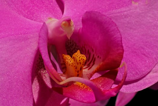 Wild orchid