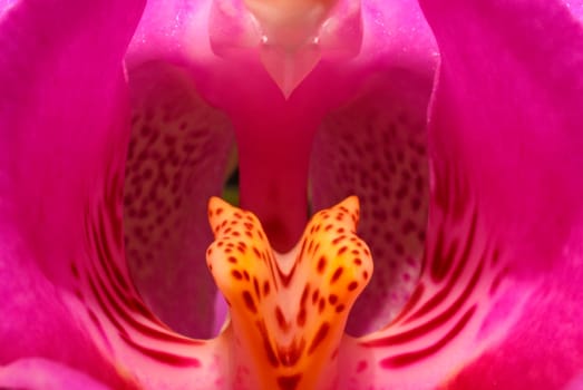 ... inside an orchid... Sharpness kept extra soft...