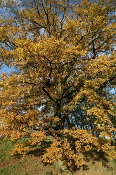Old pedunculate oak in autumnal dress