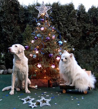 Animals also have the right to have a nice party.