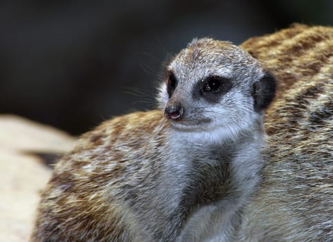 Meerkat offspring