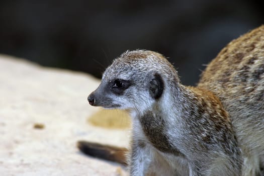 Baby meerkat