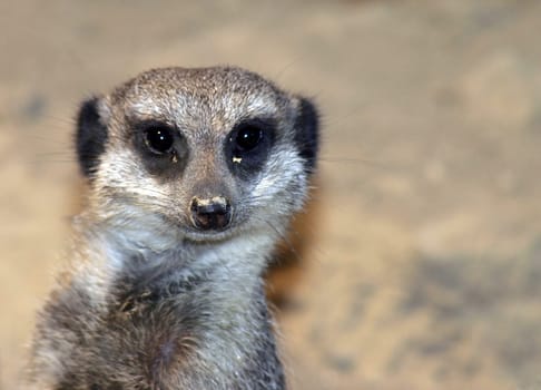 Meerkat portrait