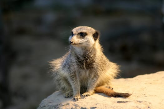 As very sociable animals,meerkats live in colonies of up to thirty individuals. A family unit consists of a dominant couple and their offspring,but several family groups can live together peacefully in a colony. Together