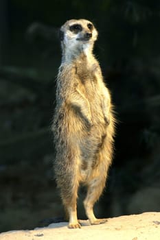 Guard