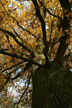 Old pedunculate oak in autumnal dress