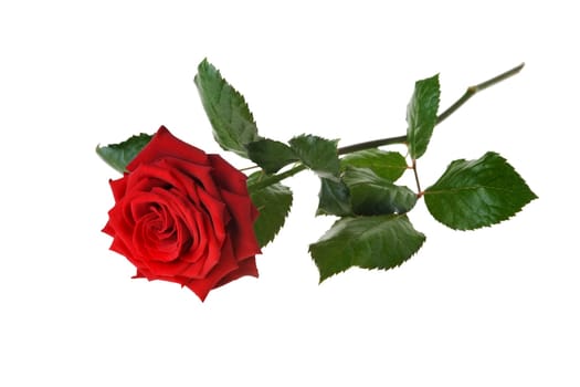 Rose on white background
