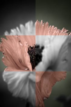 Poppy Postcard II